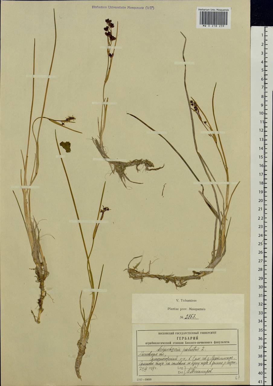 Scheuchzeria palustris L., Eastern Europe, Moscow region (E4a) (Russia)