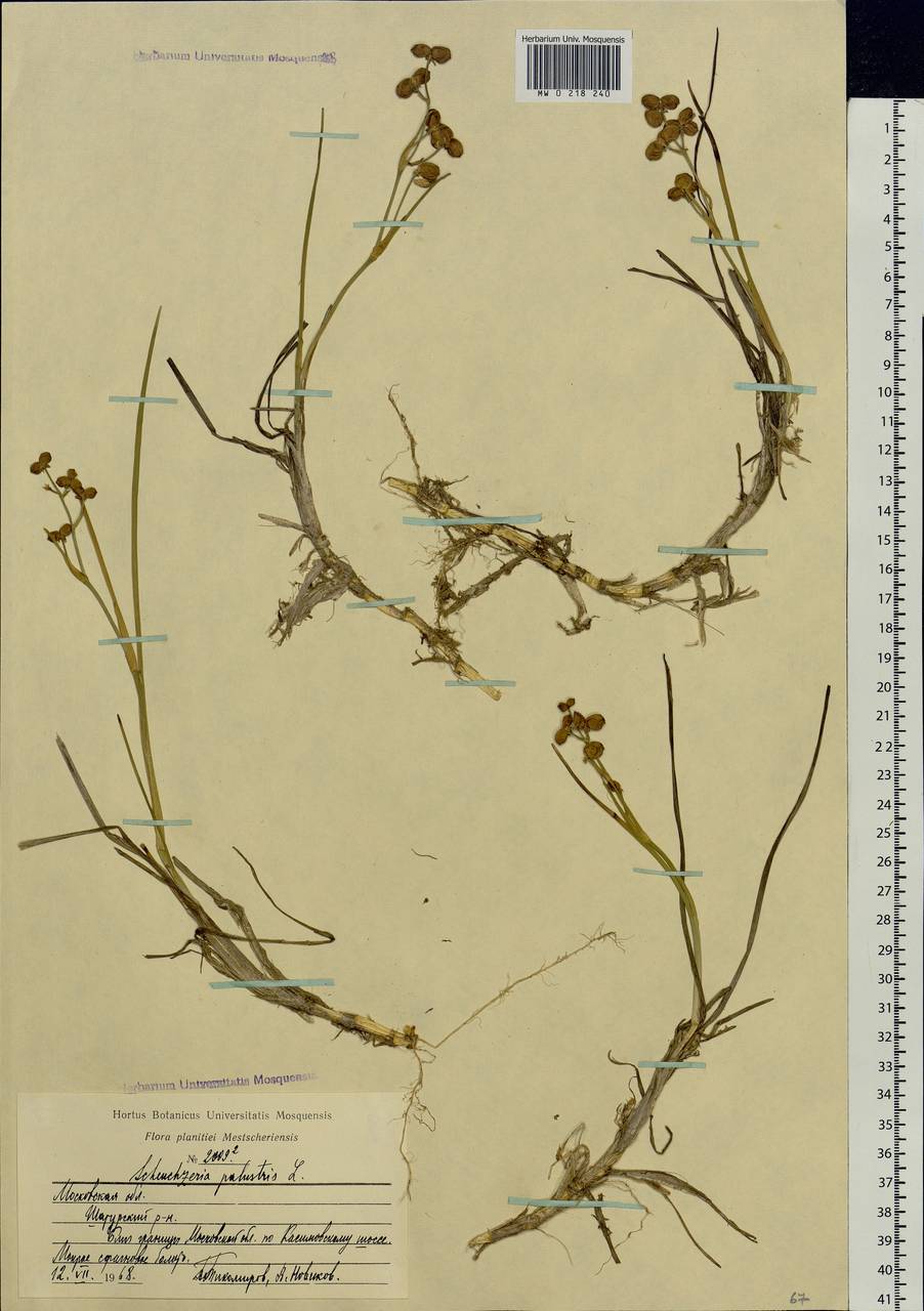 Scheuchzeria palustris L., Eastern Europe, Moscow region (E4a) (Russia)