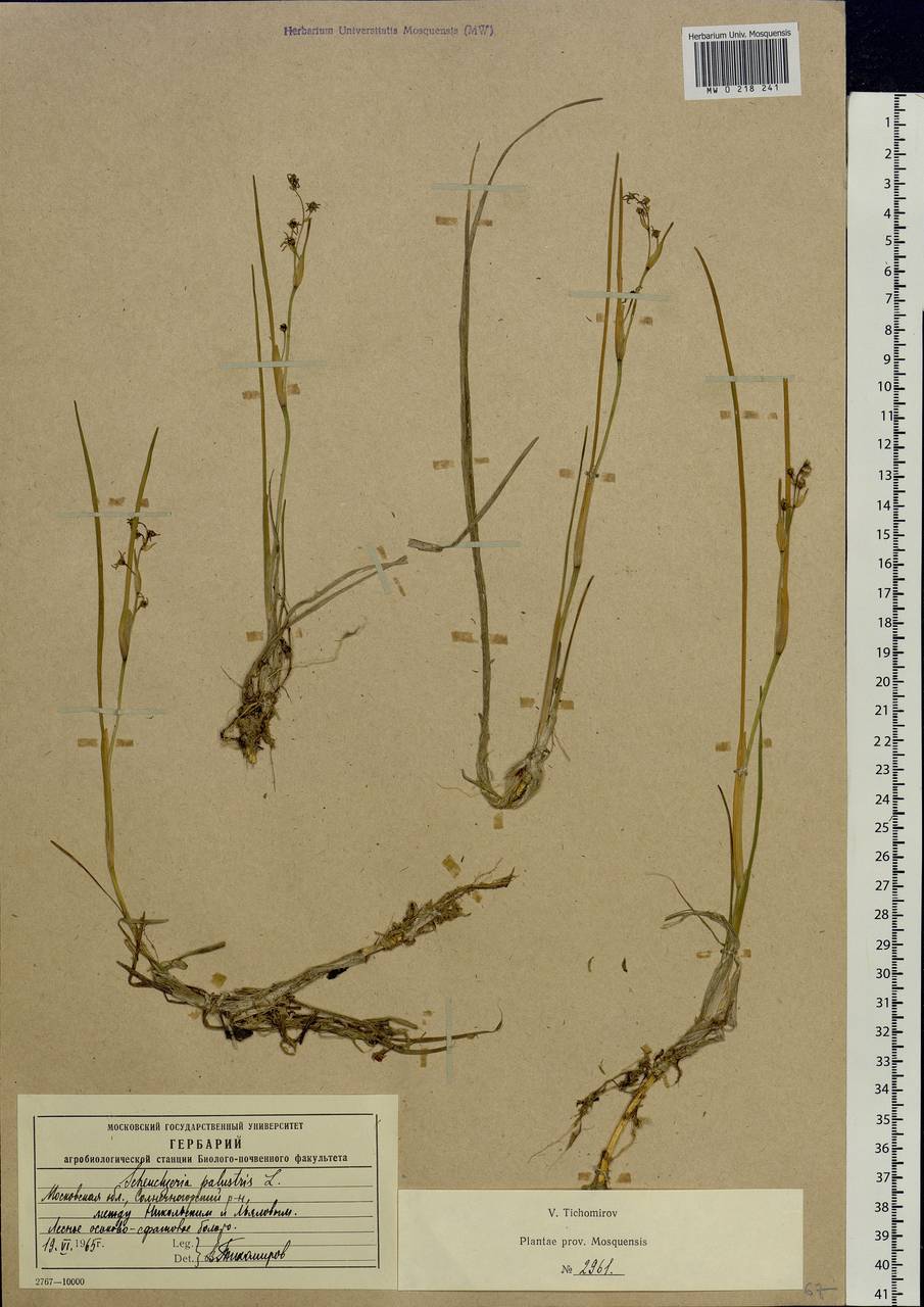 Scheuchzeria palustris L., Eastern Europe, Moscow region (E4a) (Russia)