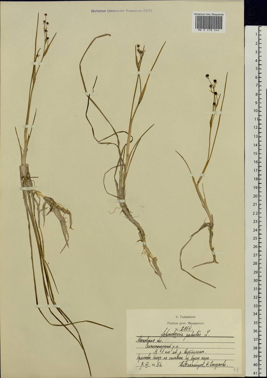 Scheuchzeria palustris L., Eastern Europe, Moscow region (E4a) (Russia)