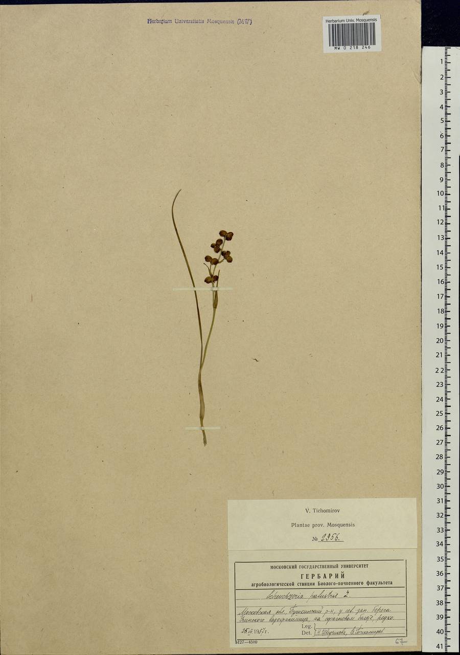 Scheuchzeria palustris L., Eastern Europe, Moscow region (E4a) (Russia)