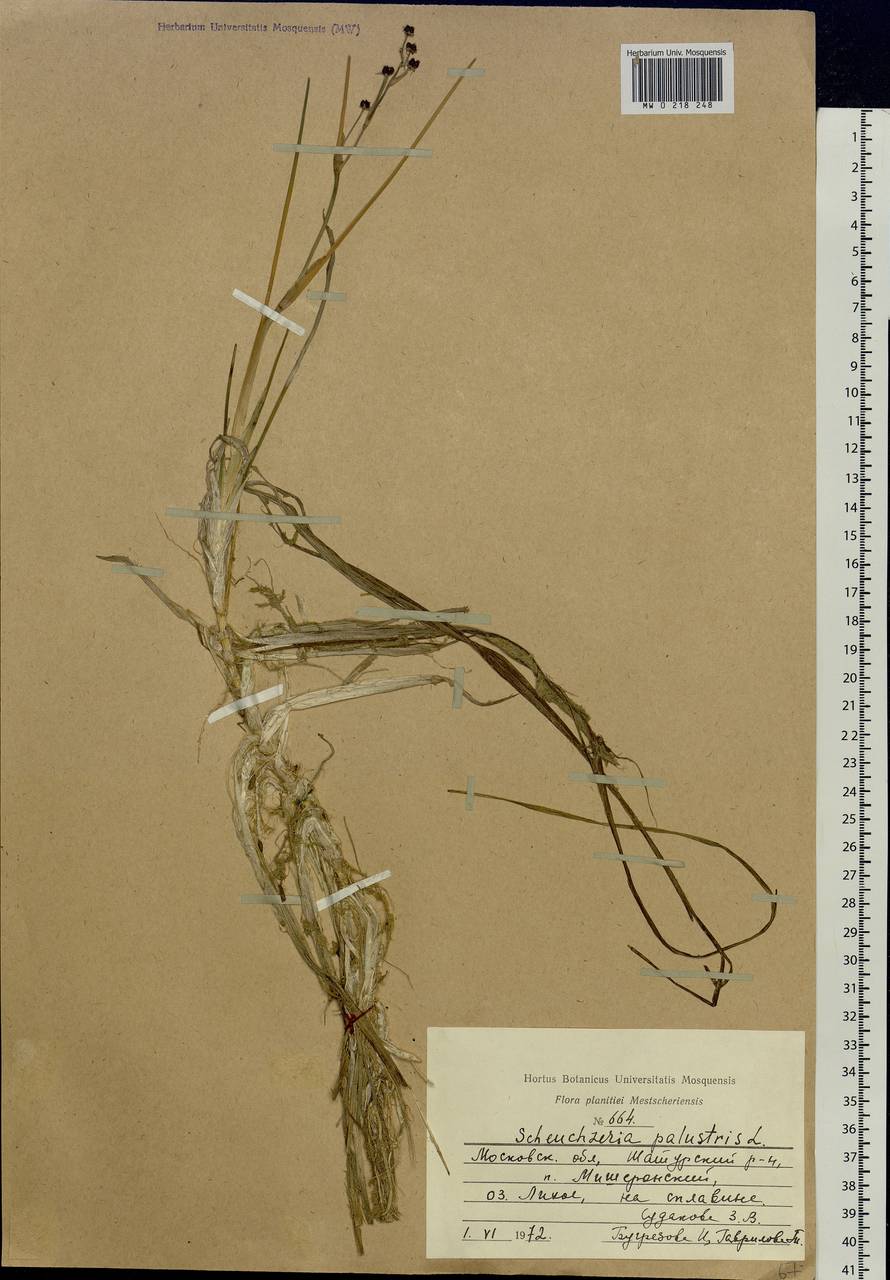 Scheuchzeria palustris L., Eastern Europe, Moscow region (E4a) (Russia)