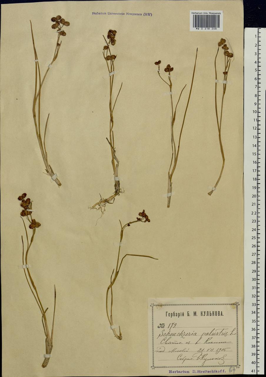 Scheuchzeria palustris L., Eastern Europe, Moscow region (E4a) (Russia)