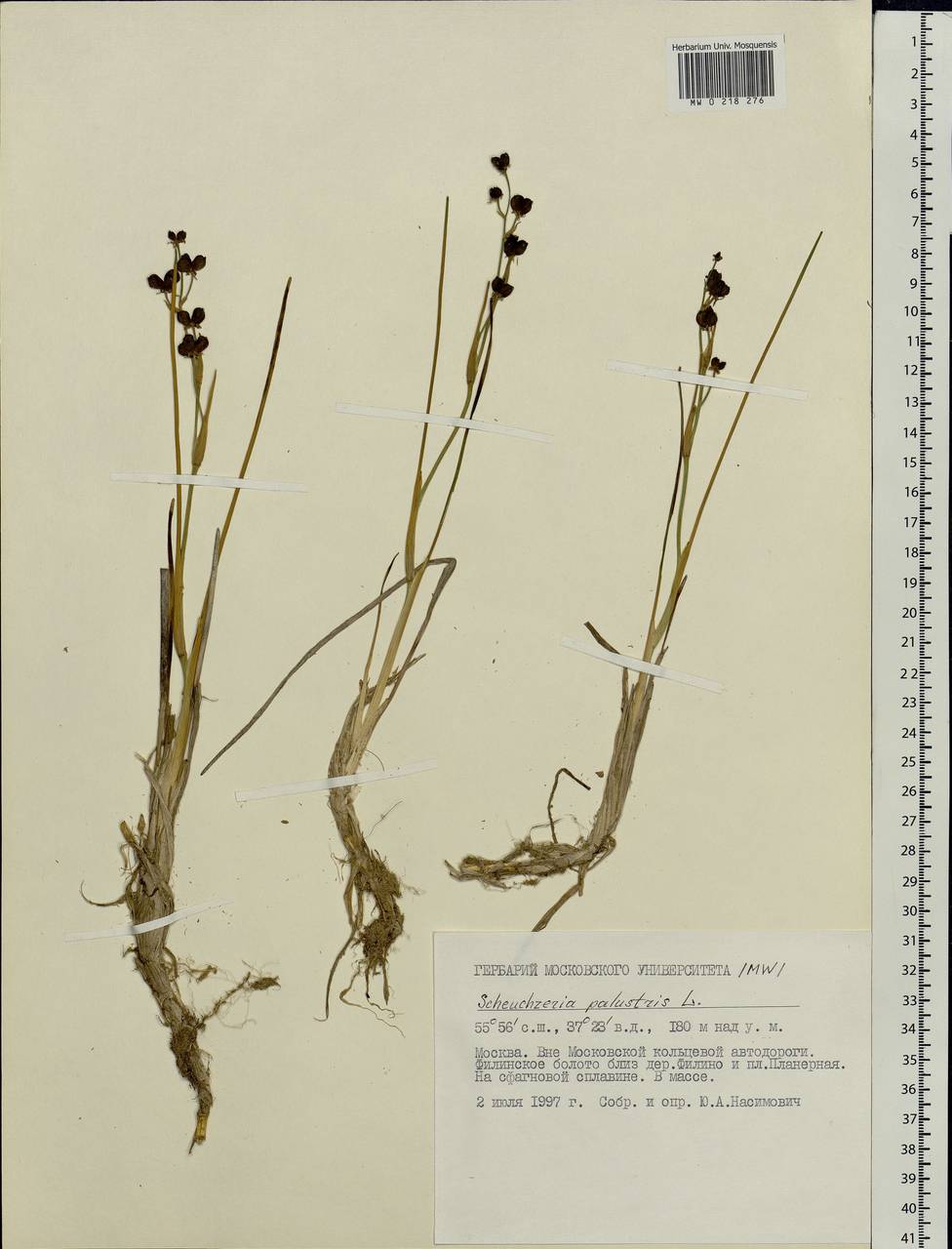 Scheuchzeria palustris L., Eastern Europe, Moscow region (E4a) (Russia)