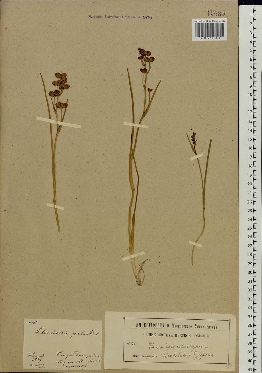 Scheuchzeria palustris L., Eastern Europe, Moscow region (E4a) (Russia)