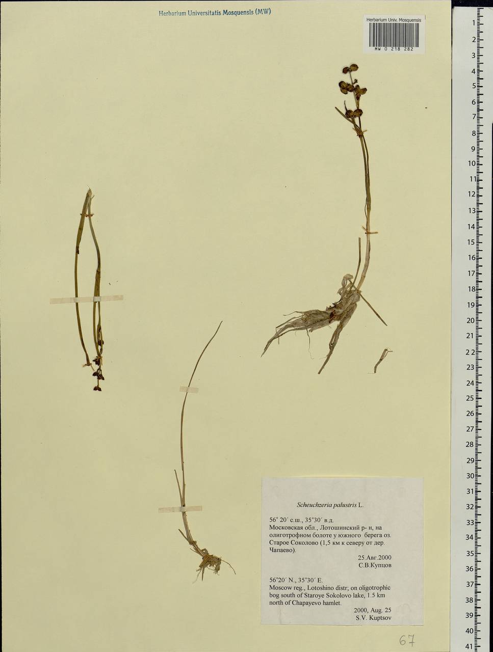 Scheuchzeria palustris L., Eastern Europe, Moscow region (E4a) (Russia)