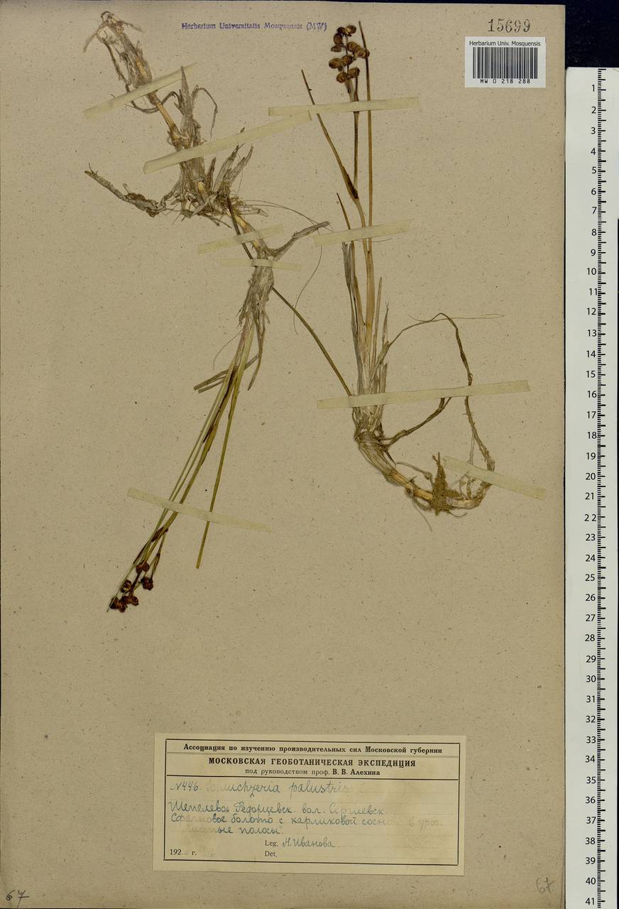 Scheuchzeria palustris L., Eastern Europe, Moscow region (E4a) (Russia)