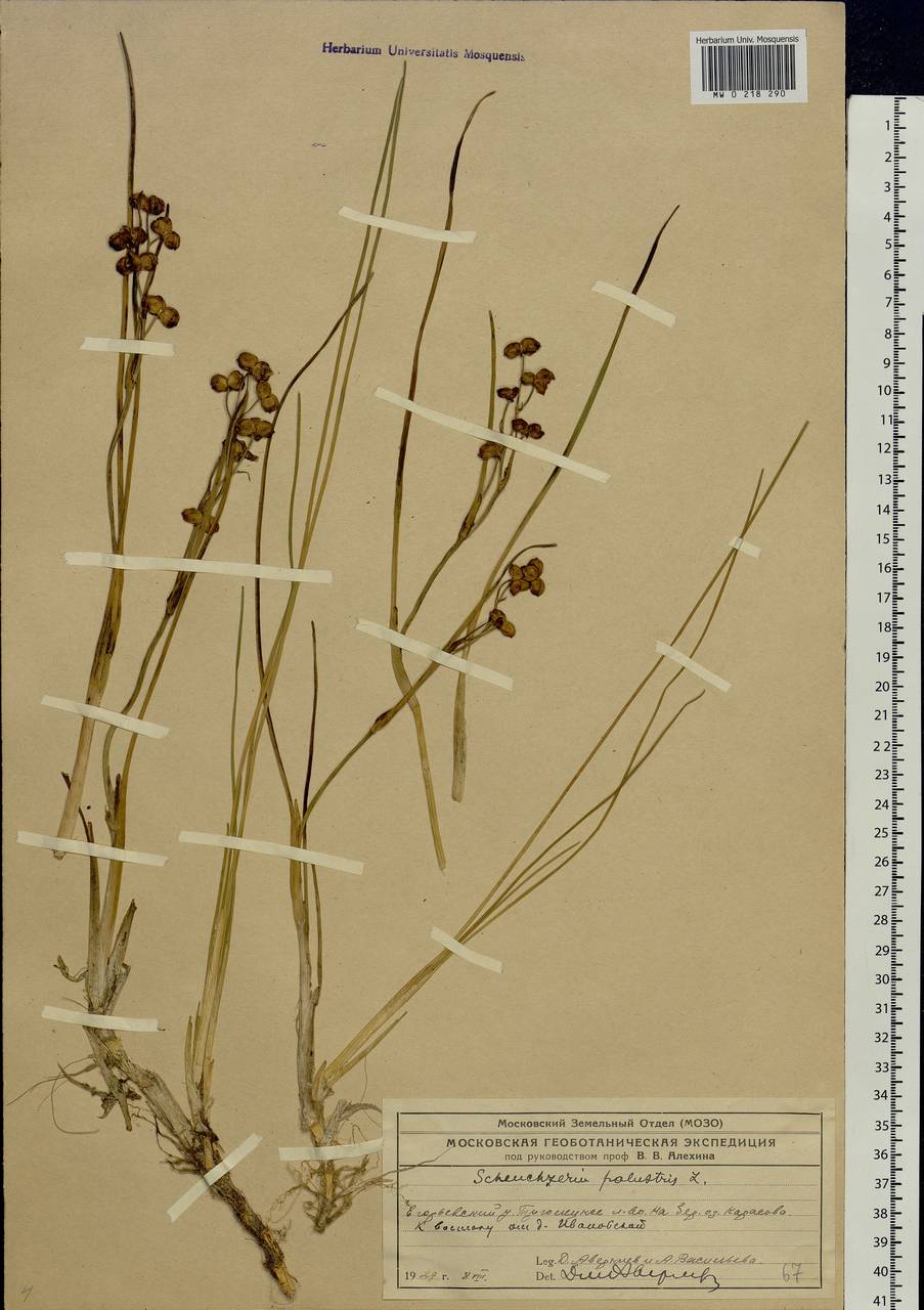 Scheuchzeria palustris L., Eastern Europe, Moscow region (E4a) (Russia)