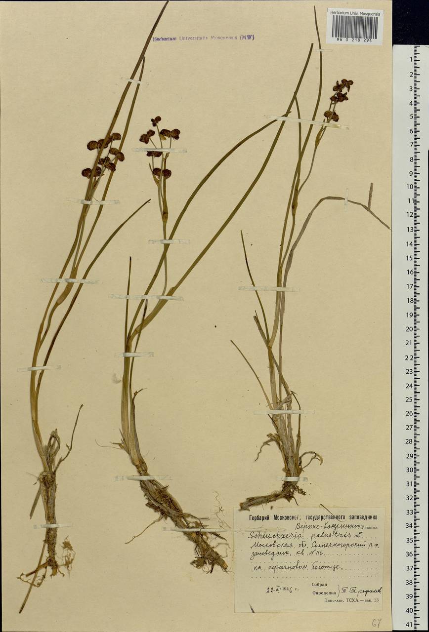 Scheuchzeria palustris L., Eastern Europe, Moscow region (E4a) (Russia)