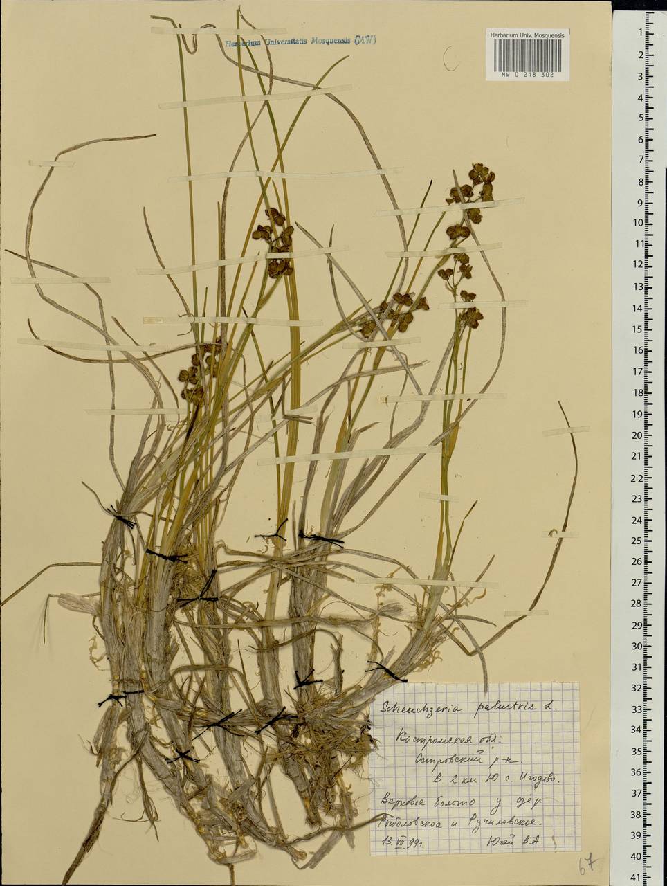 Scheuchzeria palustris L., Eastern Europe, Central forest region (E5) (Russia)
