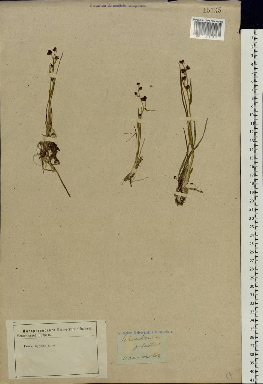 Scheuchzeria palustris L., Eastern Europe, Central forest-and-steppe region (E6) (Russia)