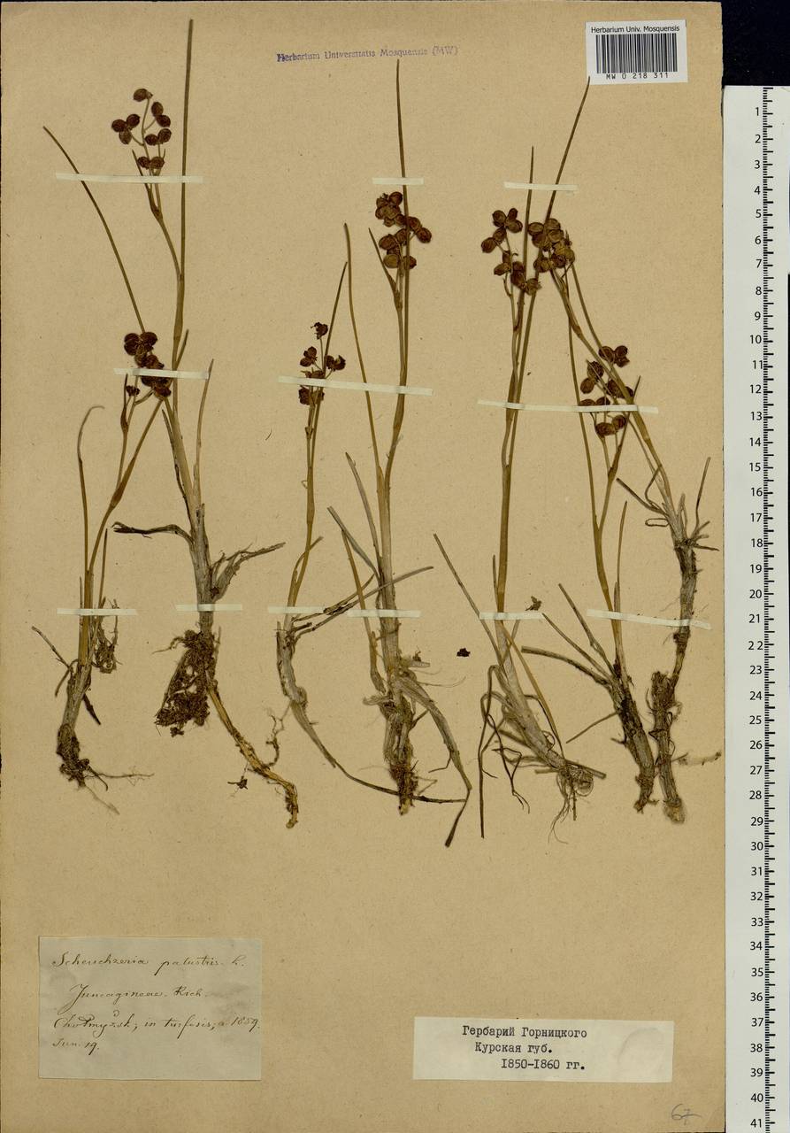 Scheuchzeria palustris L., Eastern Europe, Central forest-and-steppe region (E6) (Russia)