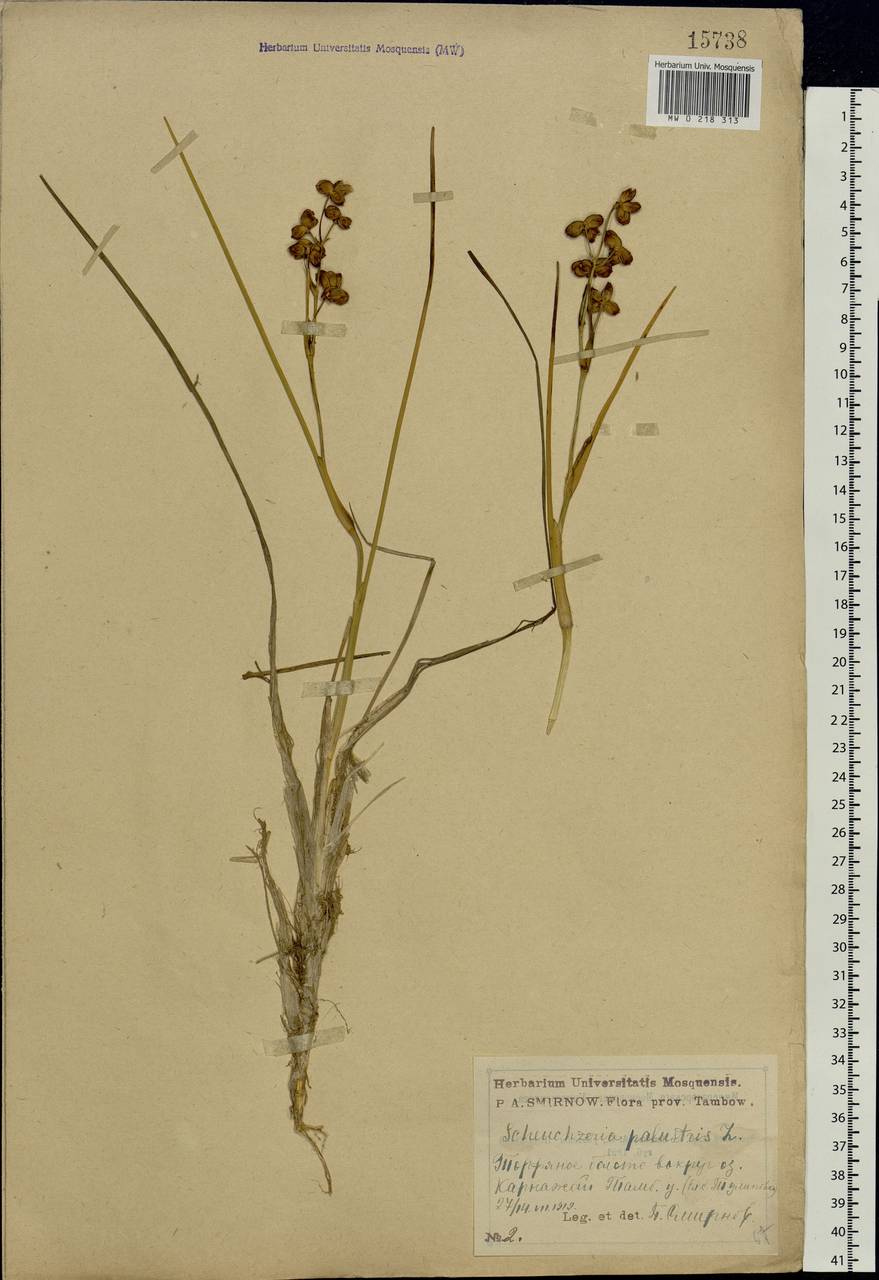 Scheuchzeria palustris L., Eastern Europe, Central forest-and-steppe region (E6) (Russia)