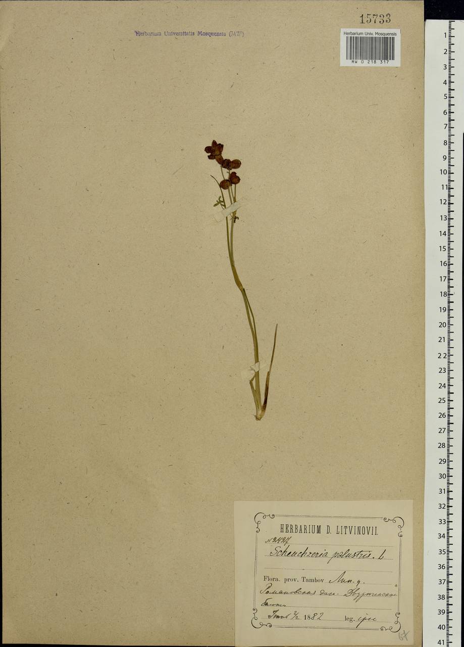Scheuchzeria palustris L., Eastern Europe, Central forest-and-steppe region (E6) (Russia)