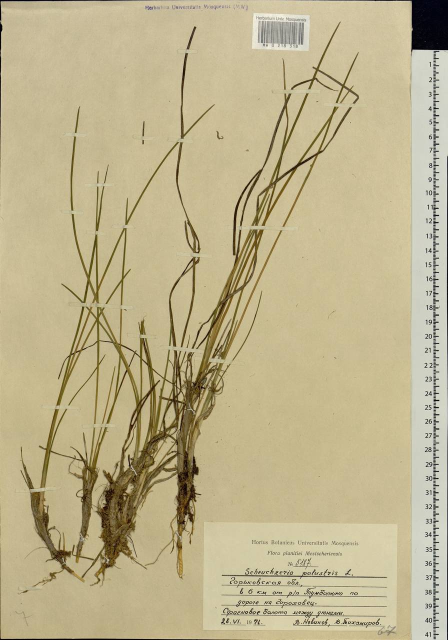 Scheuchzeria palustris L., Eastern Europe, Volga-Kama region (E7) (Russia)