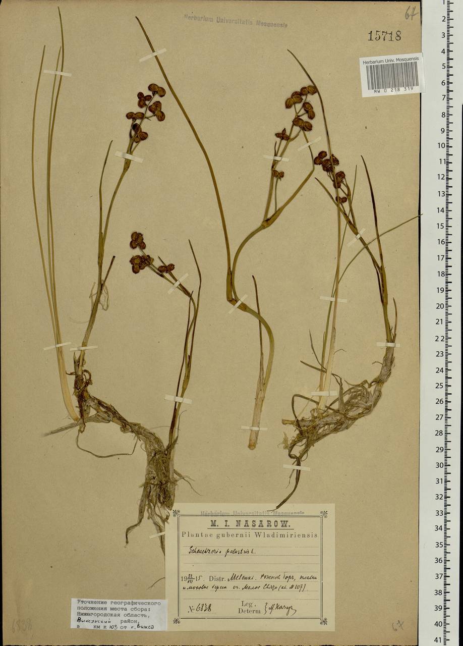 Scheuchzeria palustris L., Eastern Europe, Volga-Kama region (E7) (Russia)