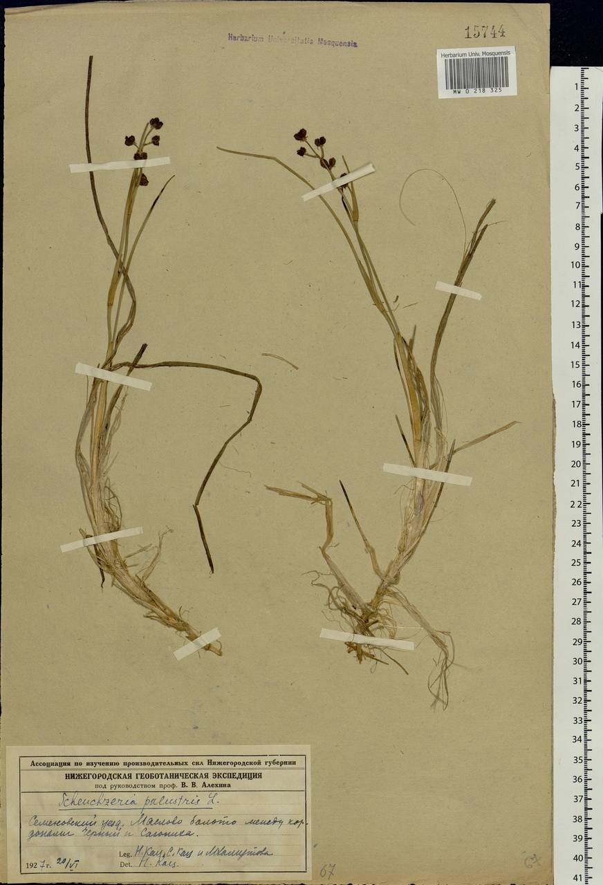 Scheuchzeria palustris L., Eastern Europe, Volga-Kama region (E7) (Russia)