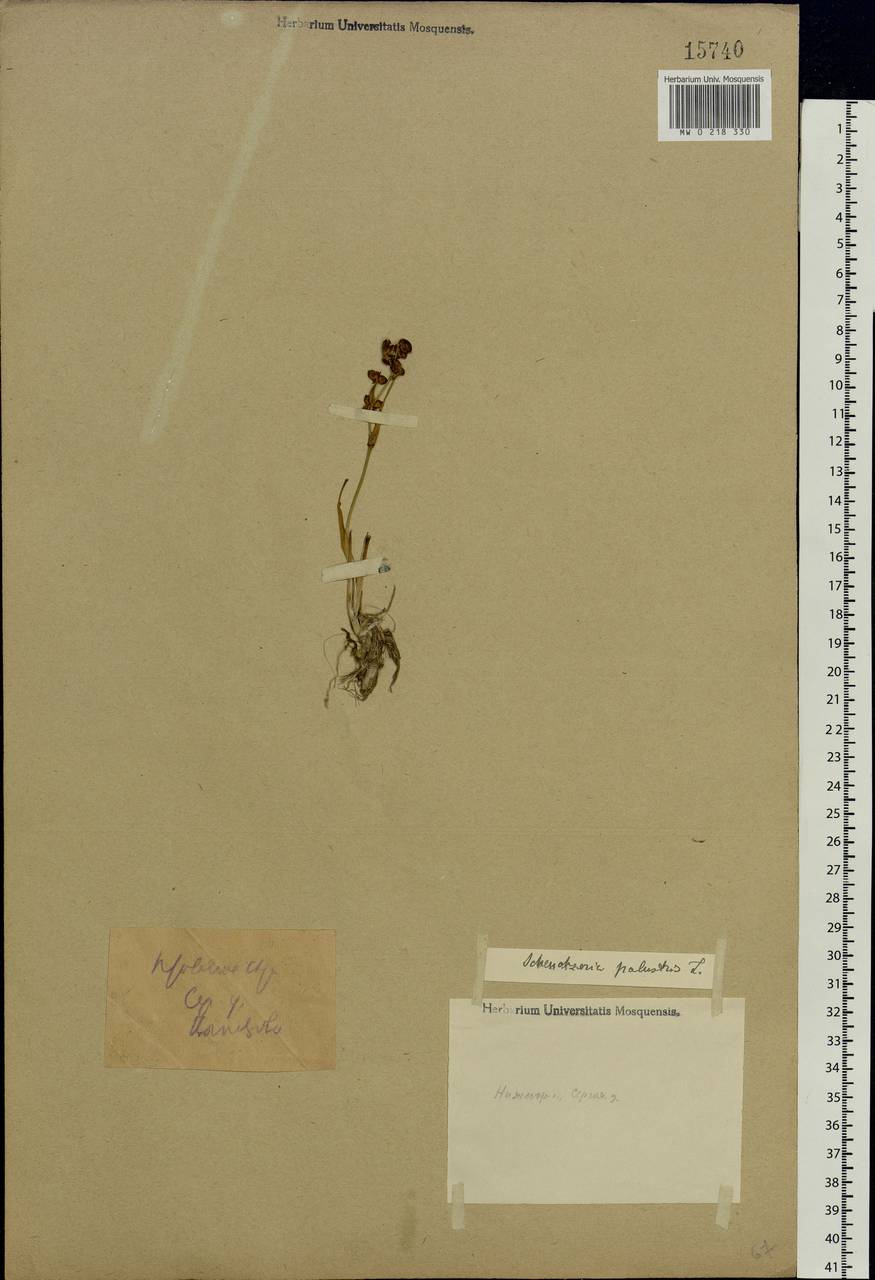 Scheuchzeria palustris L., Eastern Europe, Volga-Kama region (E7) (Russia)