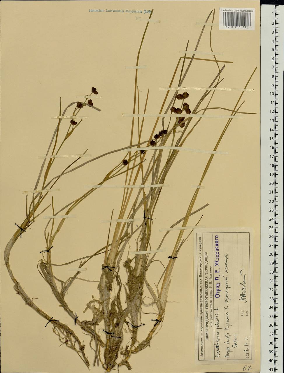 Scheuchzeria palustris L., Eastern Europe, Volga-Kama region (E7) (Russia)