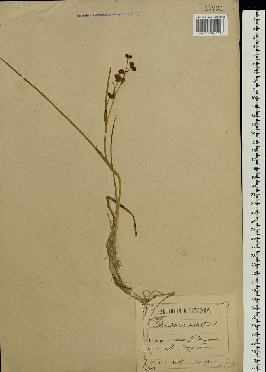 Scheuchzeria palustris L., Eastern Europe, Middle Volga region (E8) (Russia)