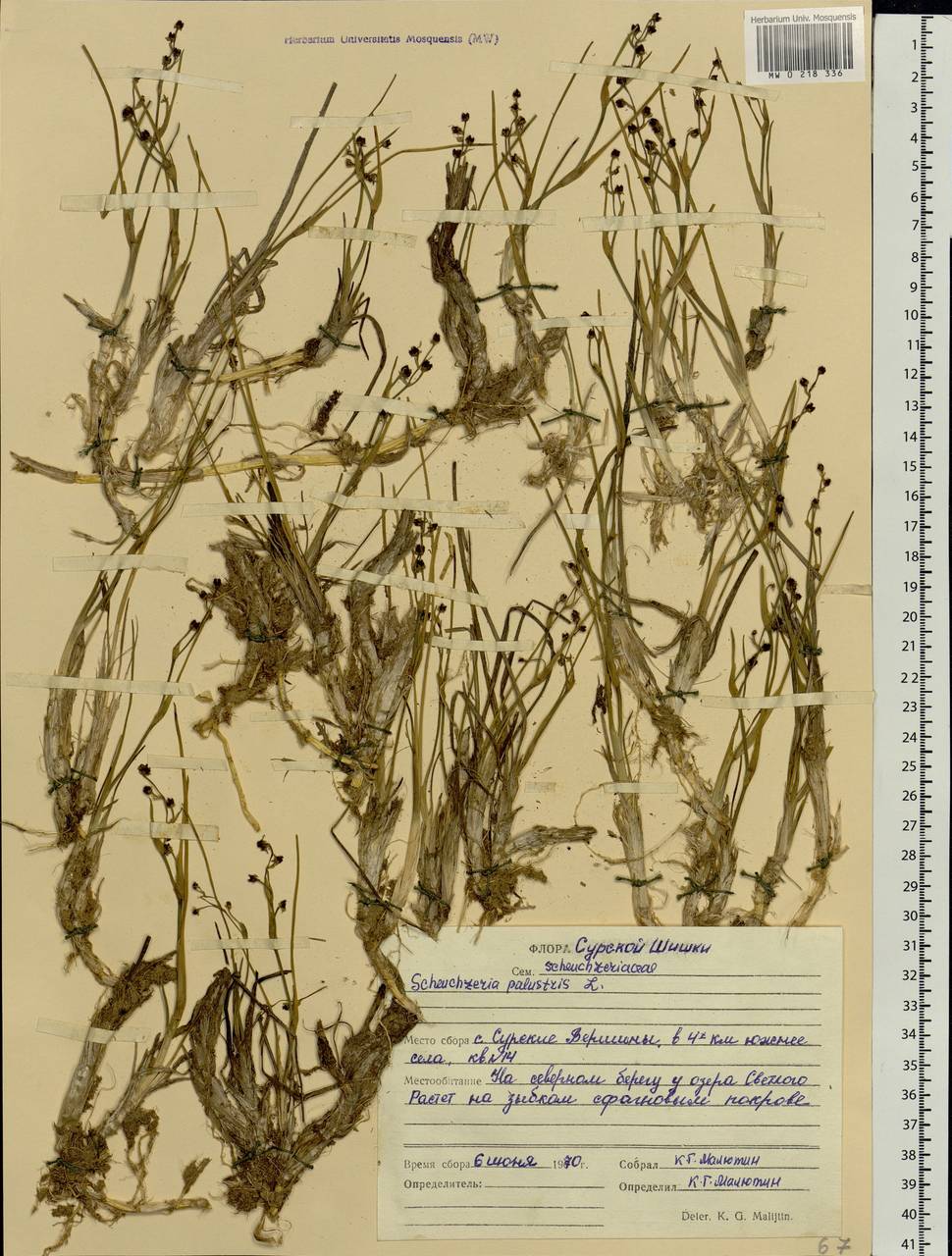 Scheuchzeria palustris L., Eastern Europe, Middle Volga region (E8) (Russia)