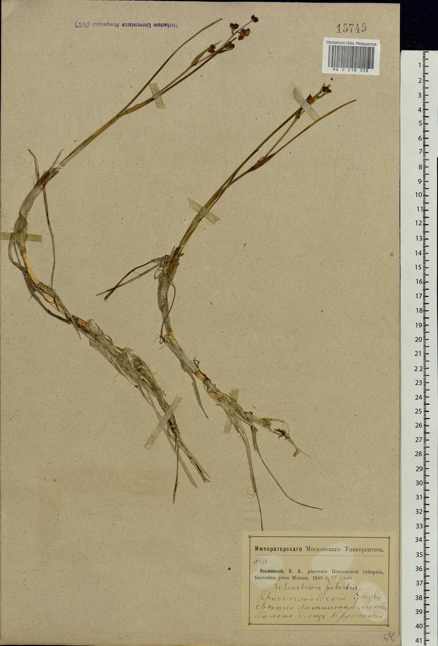 Scheuchzeria palustris L., Eastern Europe, Middle Volga region (E8) (Russia)