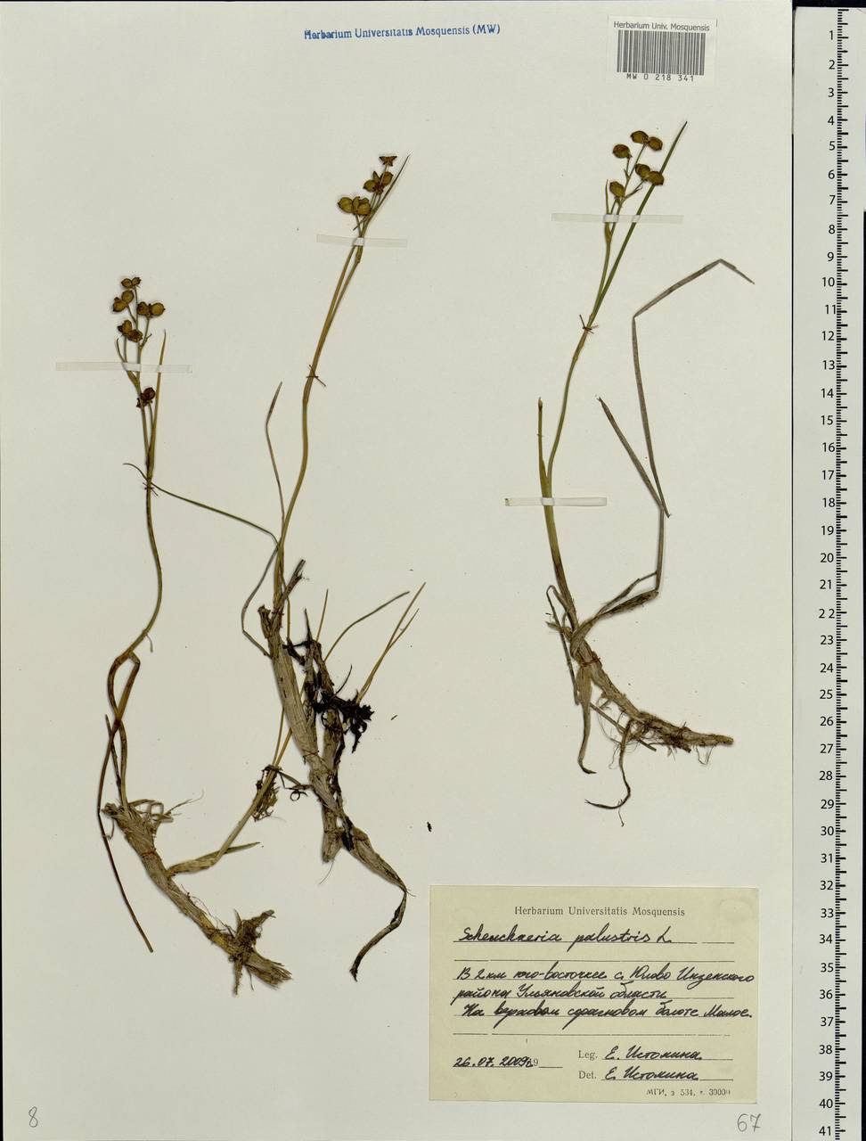 Scheuchzeria palustris L., Eastern Europe, Middle Volga region (E8) (Russia)