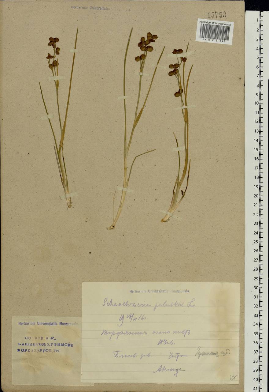 Scheuchzeria palustris L., Eastern Europe, Eastern region (E10) (Russia)