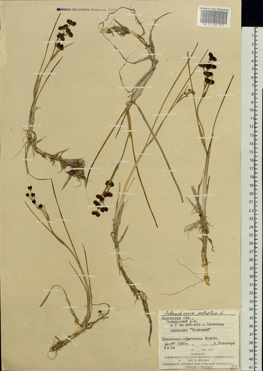 Scheuchzeria palustris L., Eastern Europe, West Ukrainian region (E13) (Ukraine)