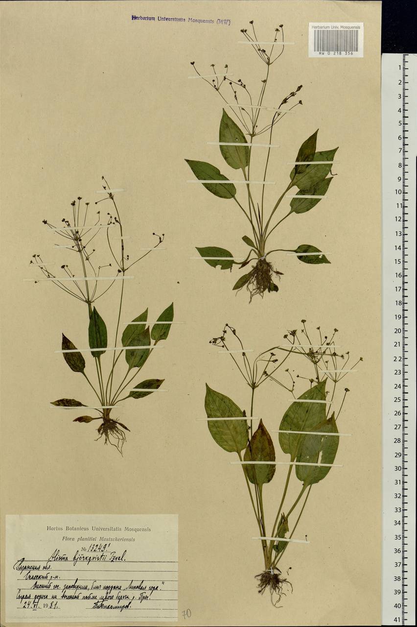 Alisma × bjoerkqvistii Tzvelev, Eastern Europe, Central region (E4) (Russia)