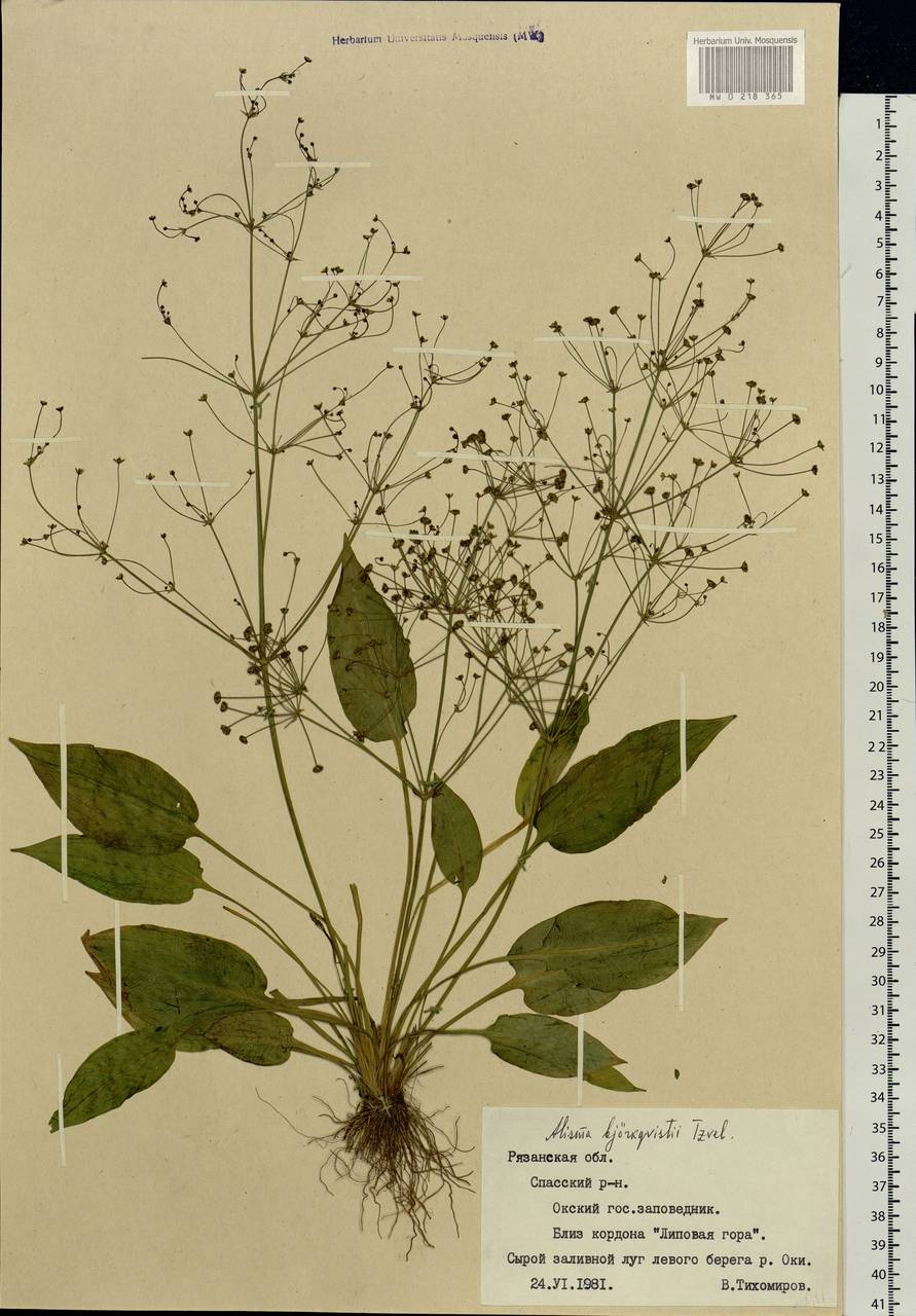 Alisma × bjoerkqvistii Tzvelev, Eastern Europe, Central region (E4) (Russia)