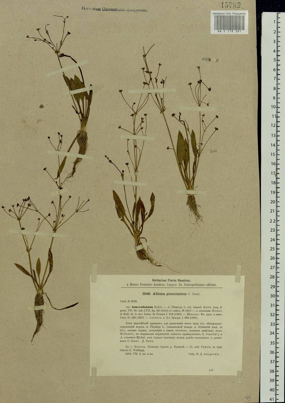 Alisma gramineum Lej., Eastern Europe, North-Western region (E2) (Russia)