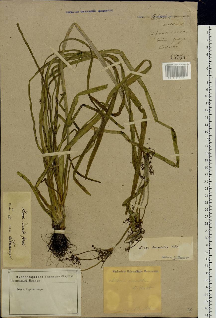 Alisma gramineum Lej., Eastern Europe, Central forest-and-steppe region (E6) (Russia)