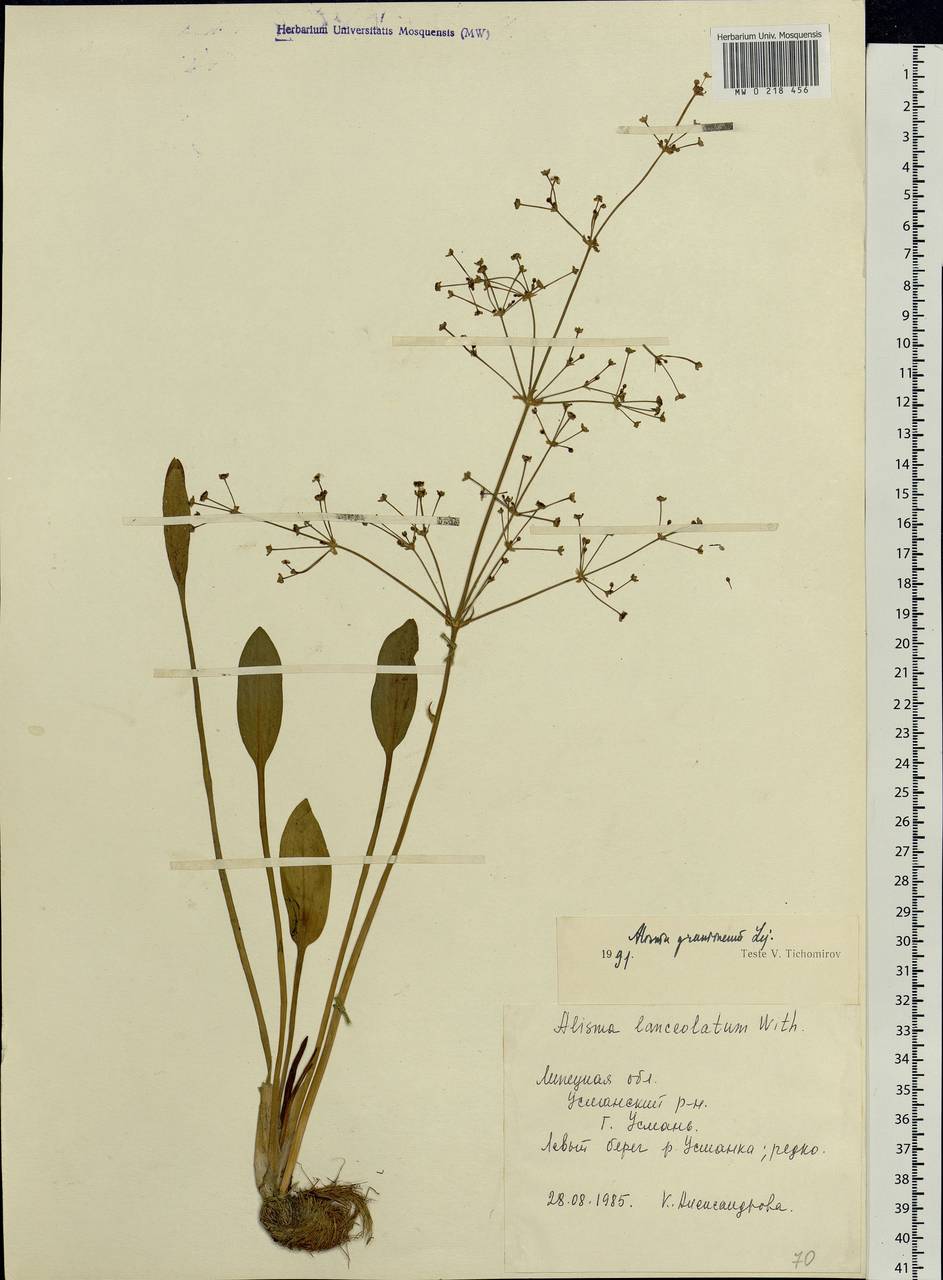 Alisma gramineum Lej., Eastern Europe, Central forest-and-steppe region (E6) (Russia)