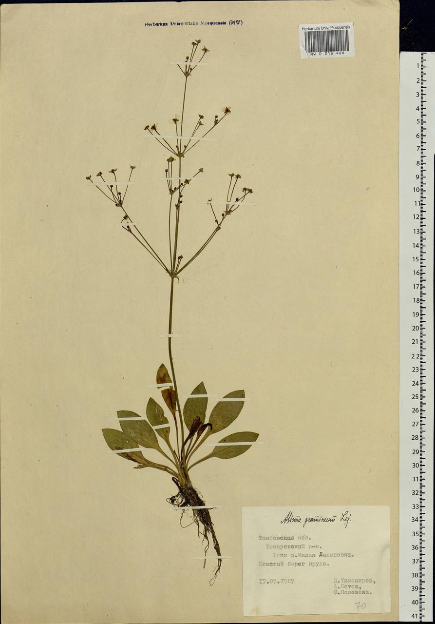 Alisma gramineum Lej., Eastern Europe, Central forest-and-steppe region (E6) (Russia)