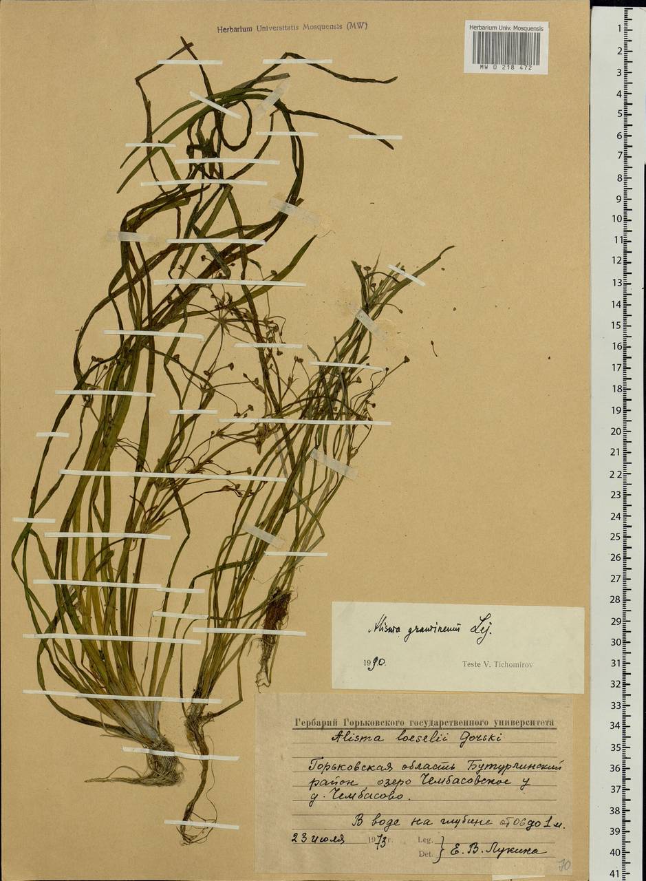 Alisma gramineum Lej., Eastern Europe, Volga-Kama region (E7) (Russia)