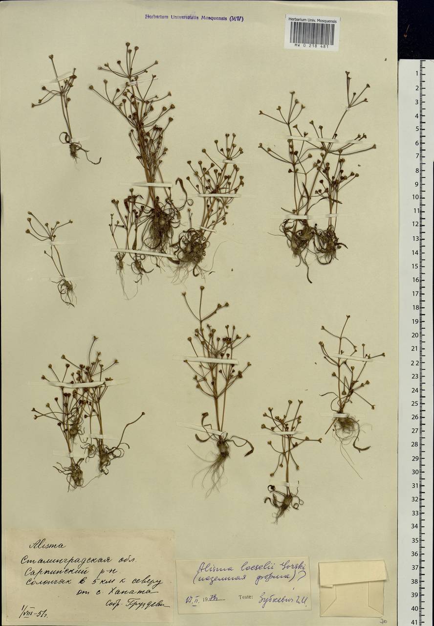 Alisma gramineum Lej., Eastern Europe, Lower Volga region (E9) (Russia)