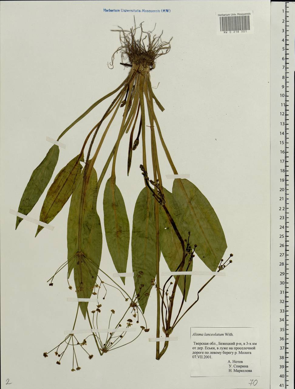 Alisma lanceolatum With., Eastern Europe, North-Western region (E2) (Russia)