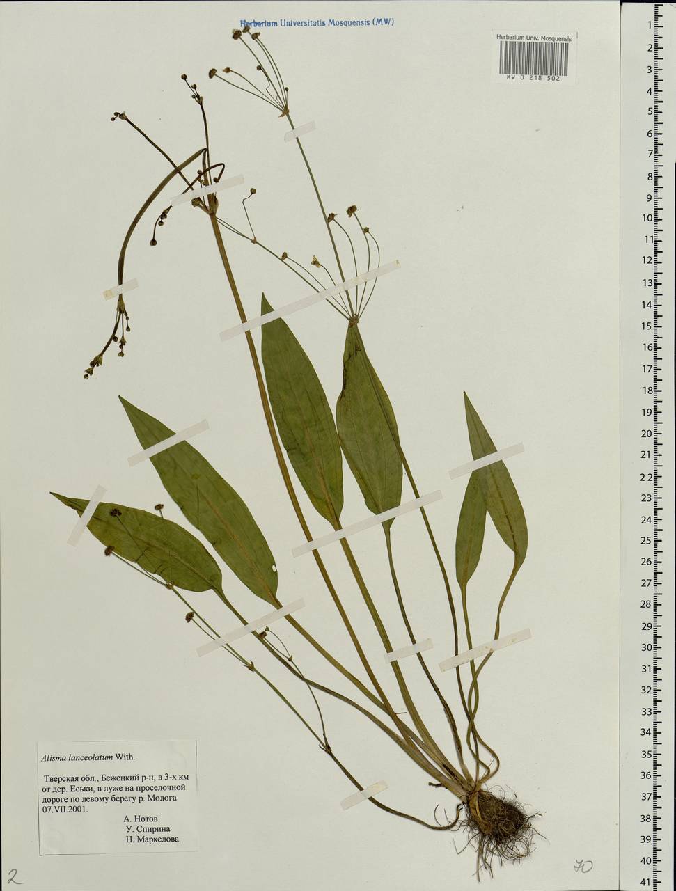 Alisma lanceolatum With., Eastern Europe, North-Western region (E2) (Russia)
