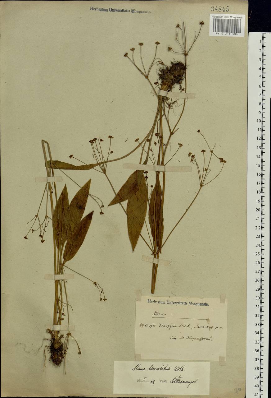 Alisma lanceolatum With., Eastern Europe, Belarus (E3a) (Belarus)
