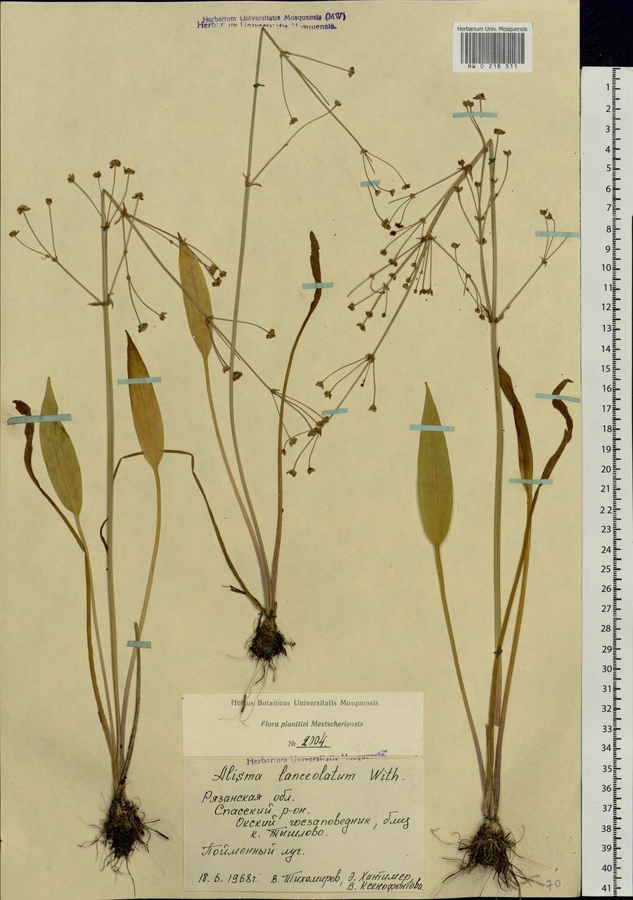 Alisma lanceolatum With., Eastern Europe, Central region (E4) (Russia)