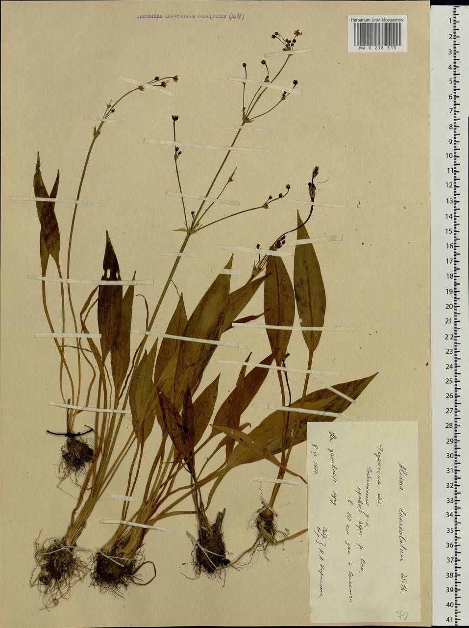 Alisma lanceolatum With., Eastern Europe, Central region (E4) (Russia)