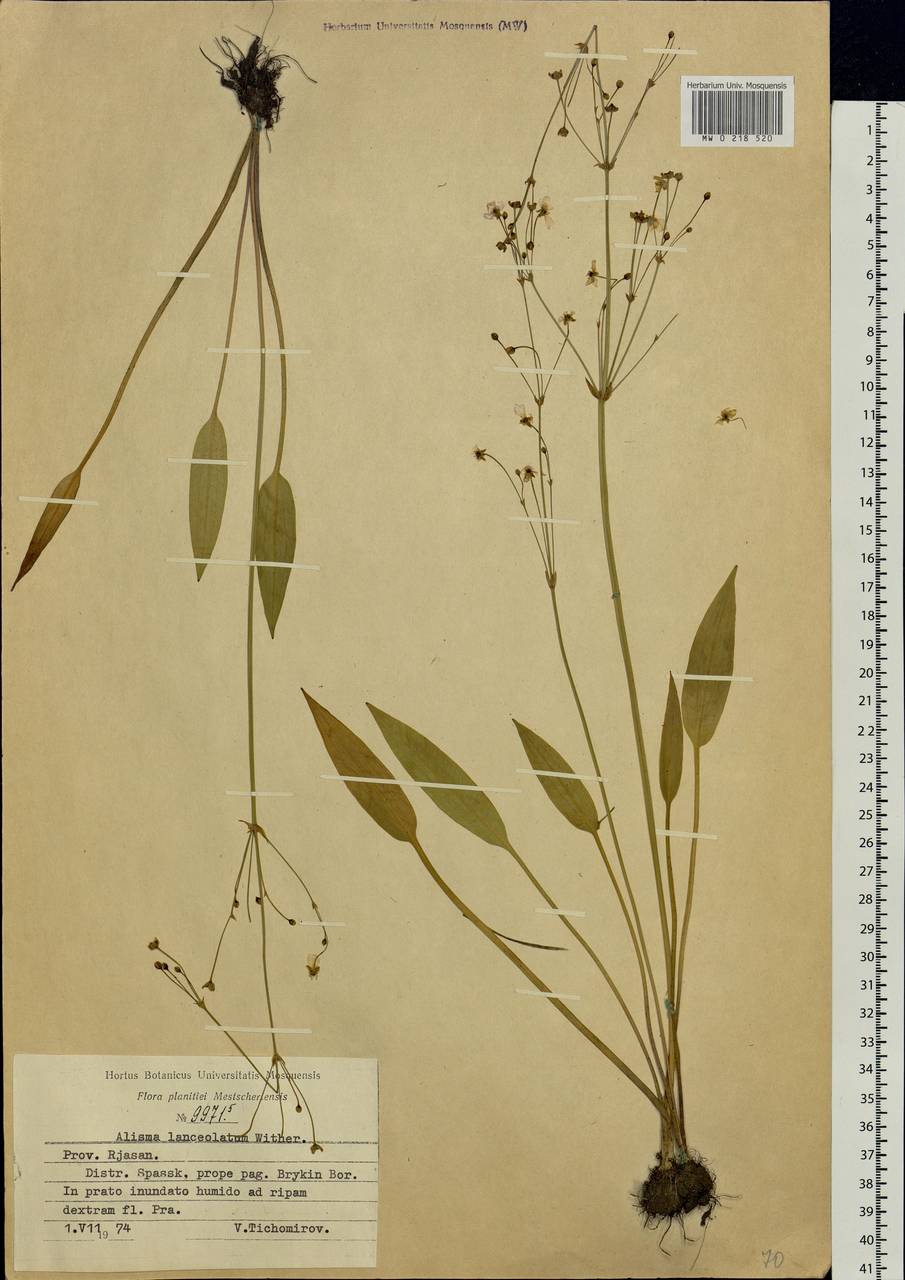 Alisma lanceolatum With., Eastern Europe, Central region (E4) (Russia)