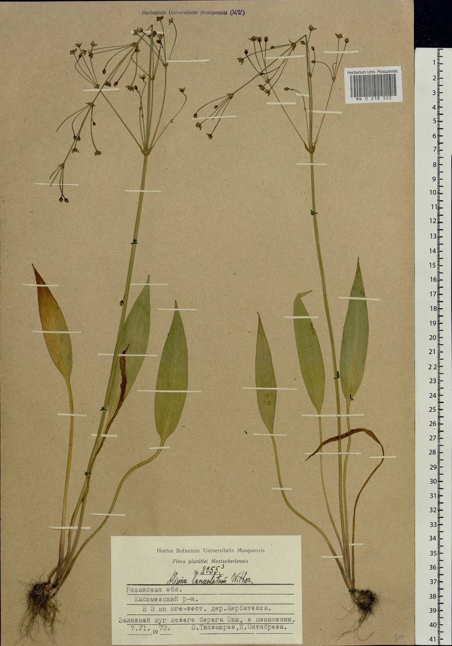 Alisma lanceolatum With., Eastern Europe, Central region (E4) (Russia)