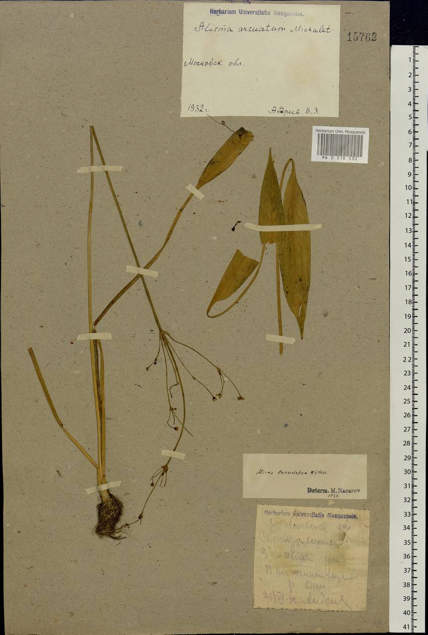 Alisma lanceolatum With., Eastern Europe, Central region (E4) (Russia)
