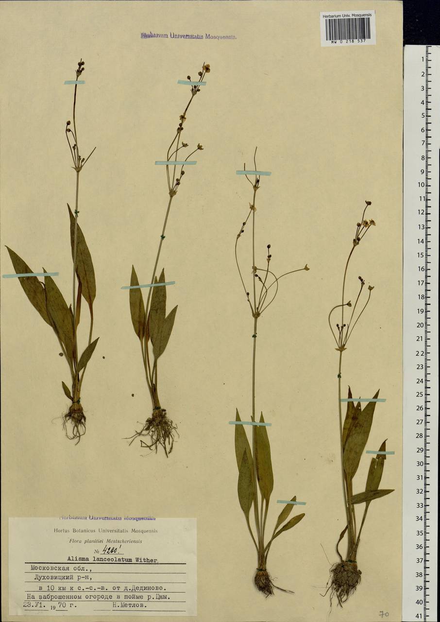 Alisma lanceolatum With., Eastern Europe, Moscow region (E4a) (Russia)