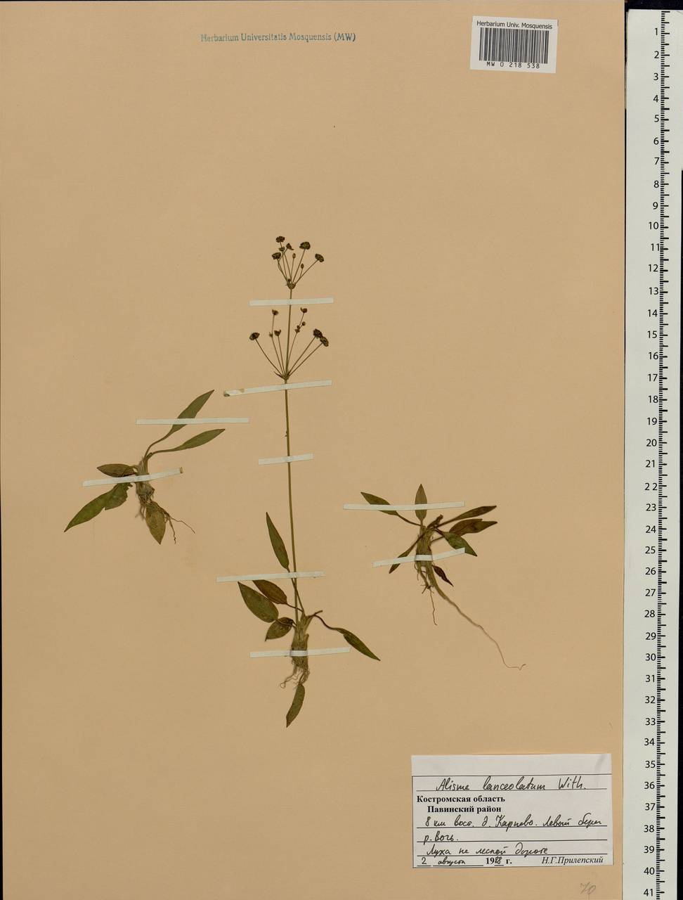 Alisma lanceolatum With., Eastern Europe, Central forest region (E5) (Russia)