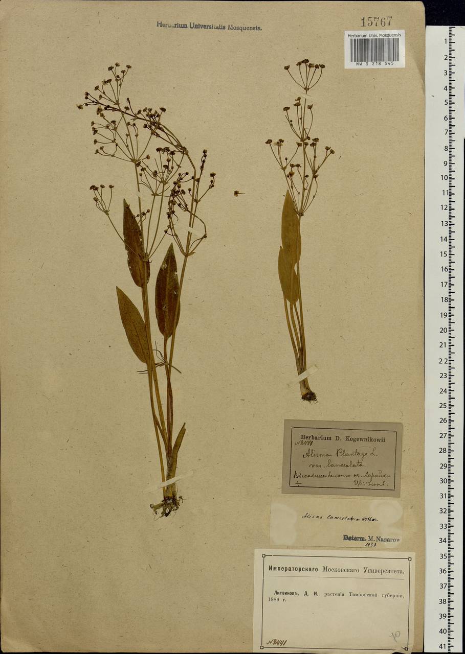 Alisma lanceolatum With., Eastern Europe, Central forest-and-steppe region (E6) (Russia)