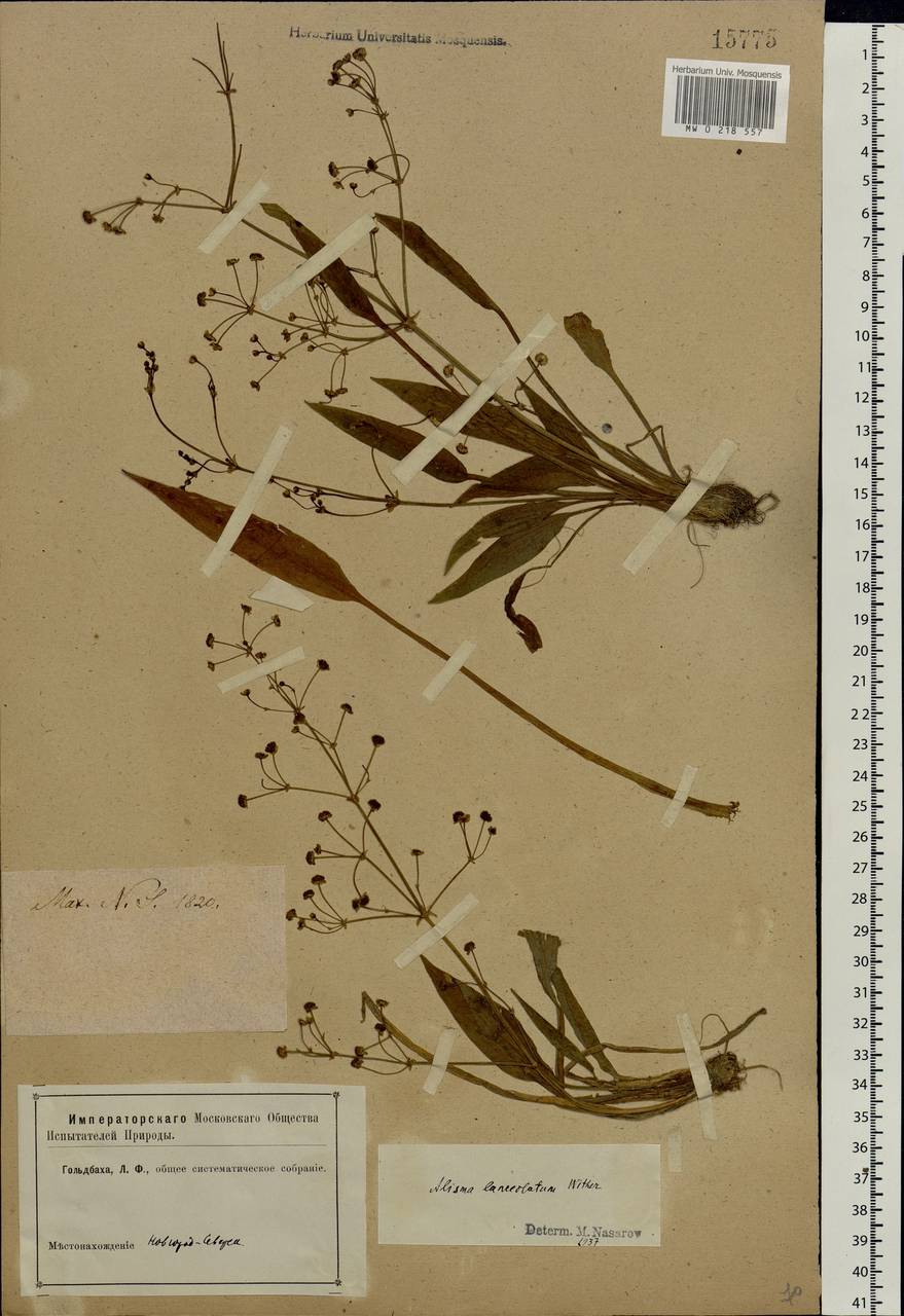 Alisma lanceolatum With., Eastern Europe, North Ukrainian region (E11) (Ukraine)