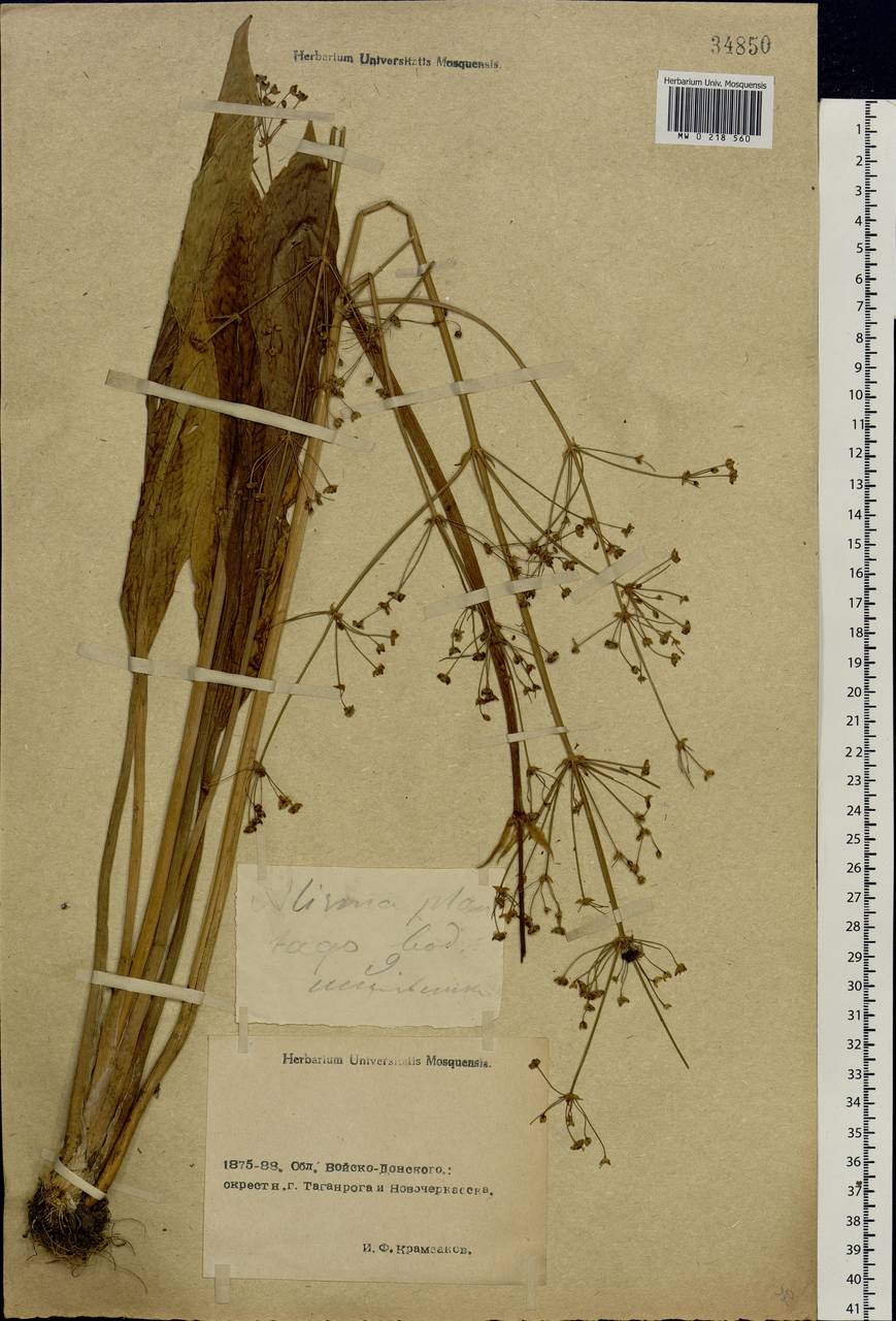 Alisma lanceolatum With., Eastern Europe, Rostov Oblast (E12a) (Russia)